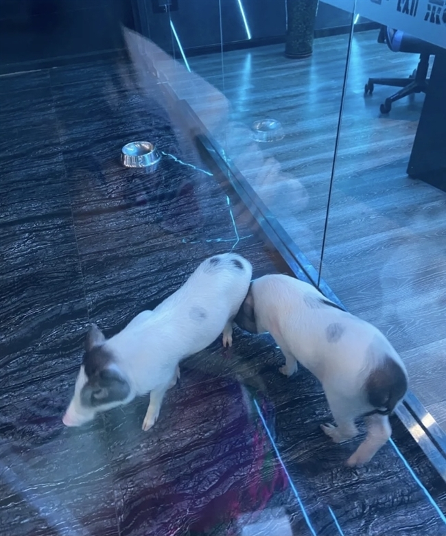 網卡里的豬(偷笑)當年確實存在這個事為了吸引顧客.png 網卡里的豬(偷笑)當年確實存在這個事為了吸引顧客.png