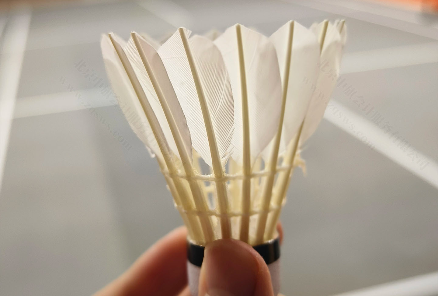 這是我經常用的羽毛球.jpg 這是我經常用的羽毛球.jpg