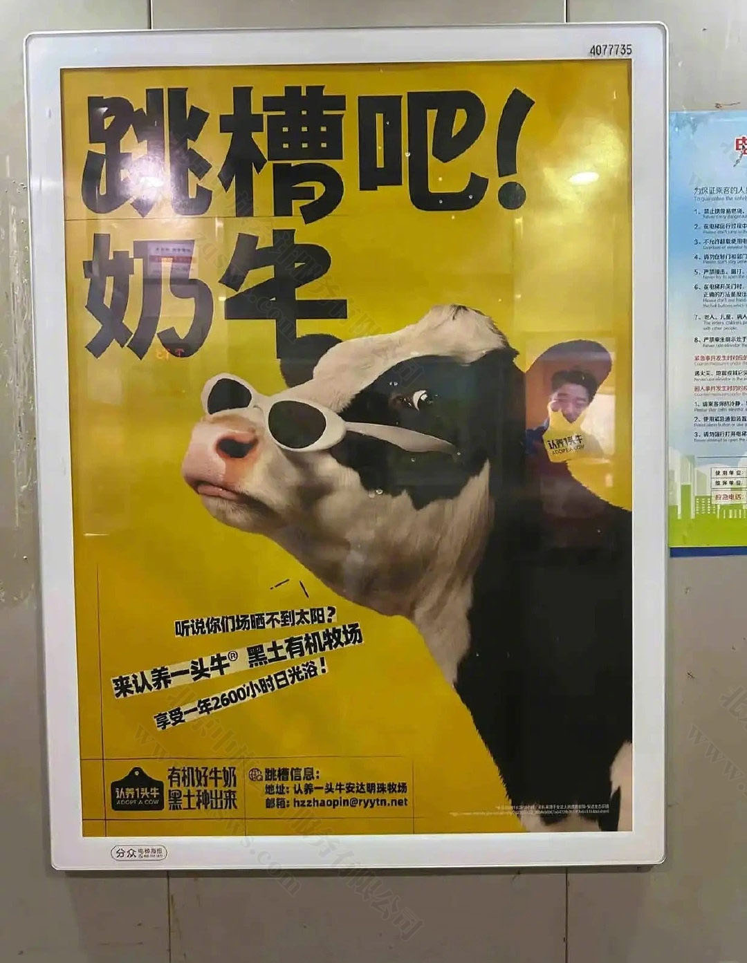 跳槽吧奶牛.jpg 跳槽吧奶牛.jpg