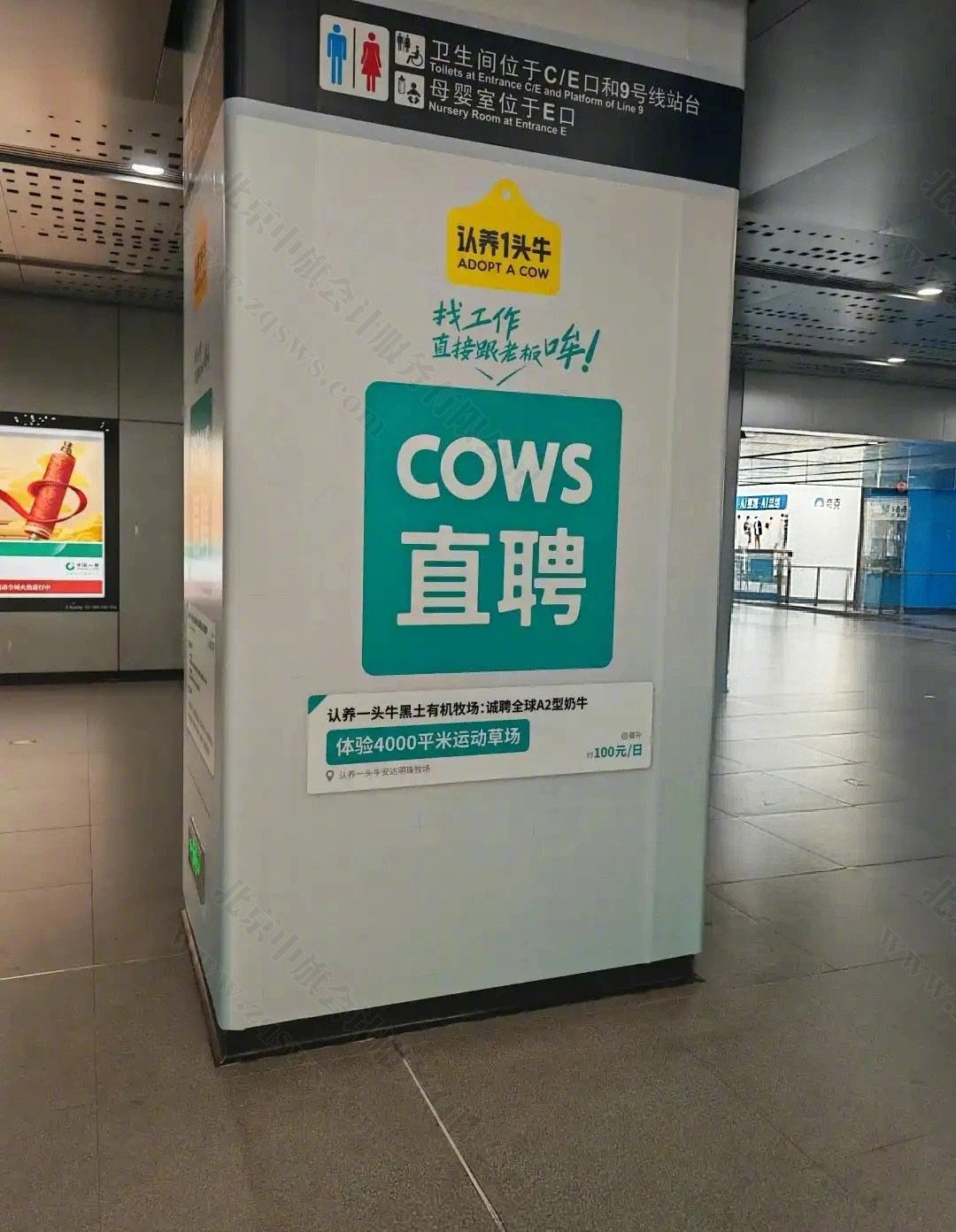 COWS直聘.jpg COWS直聘.jpg