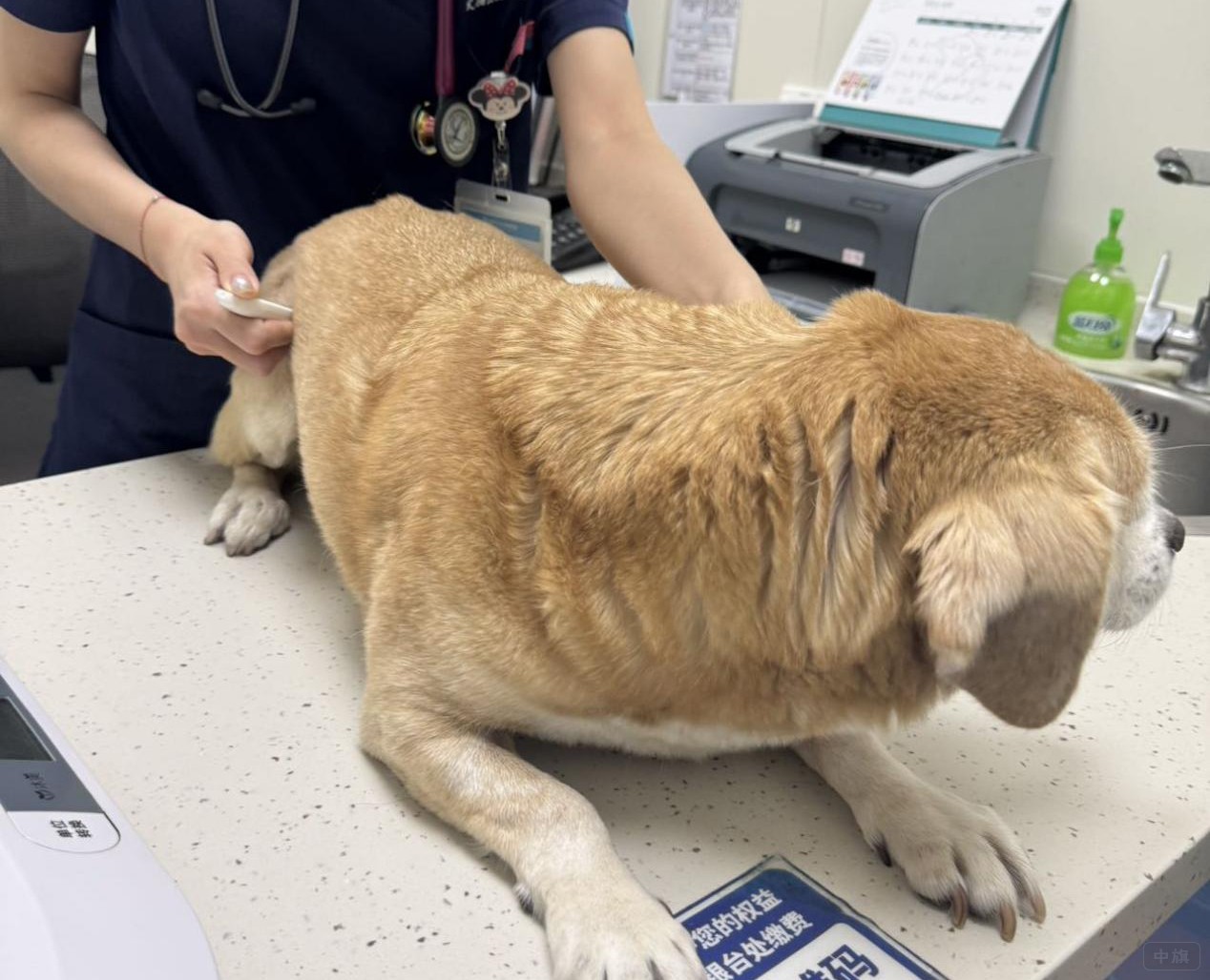 正在給狗狗打疫苗的王醫生.jpg 正在給狗狗打疫苗的王醫生.jpg
