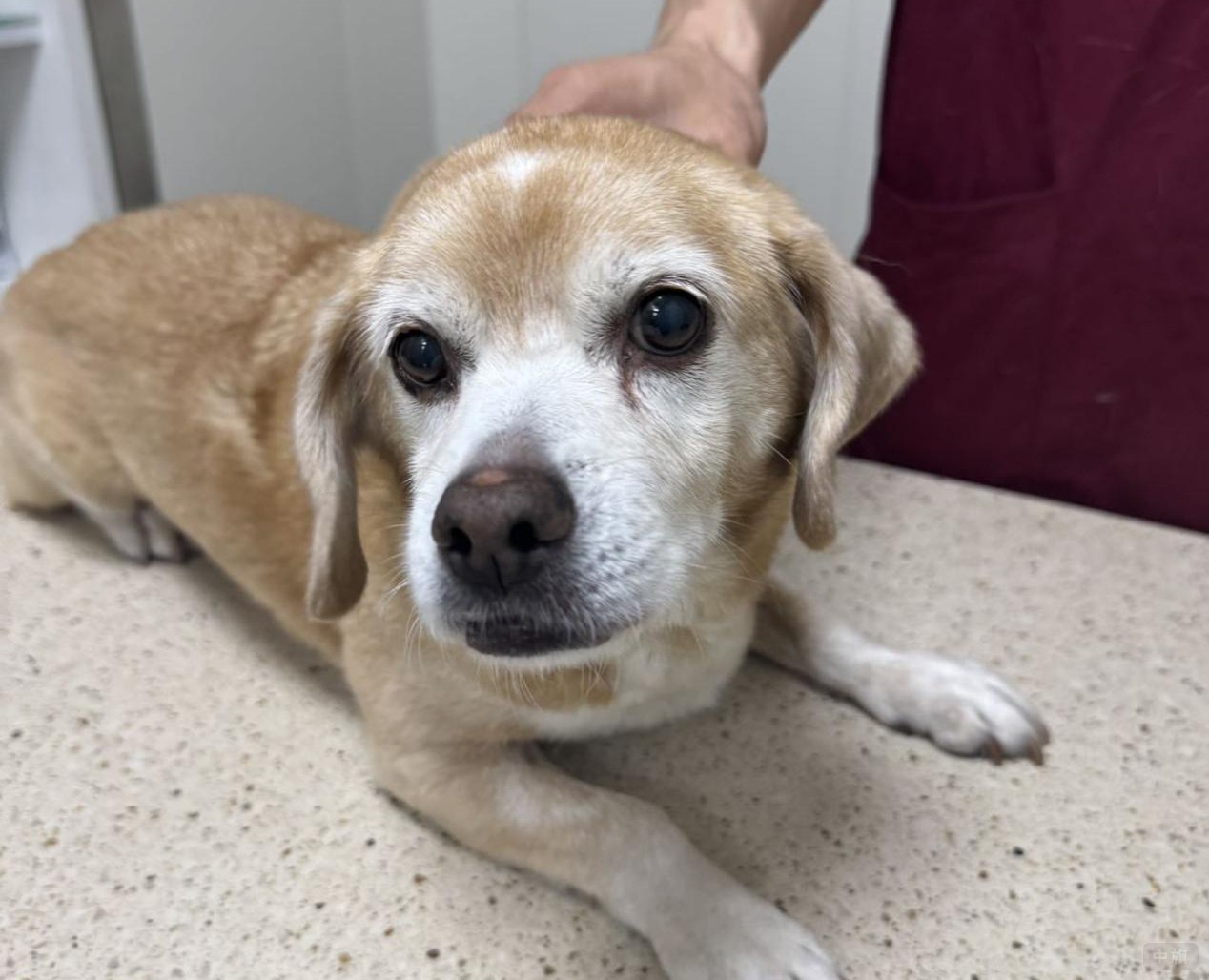 我們家的小狗狗.jpg 我們家的小狗狗.jpg