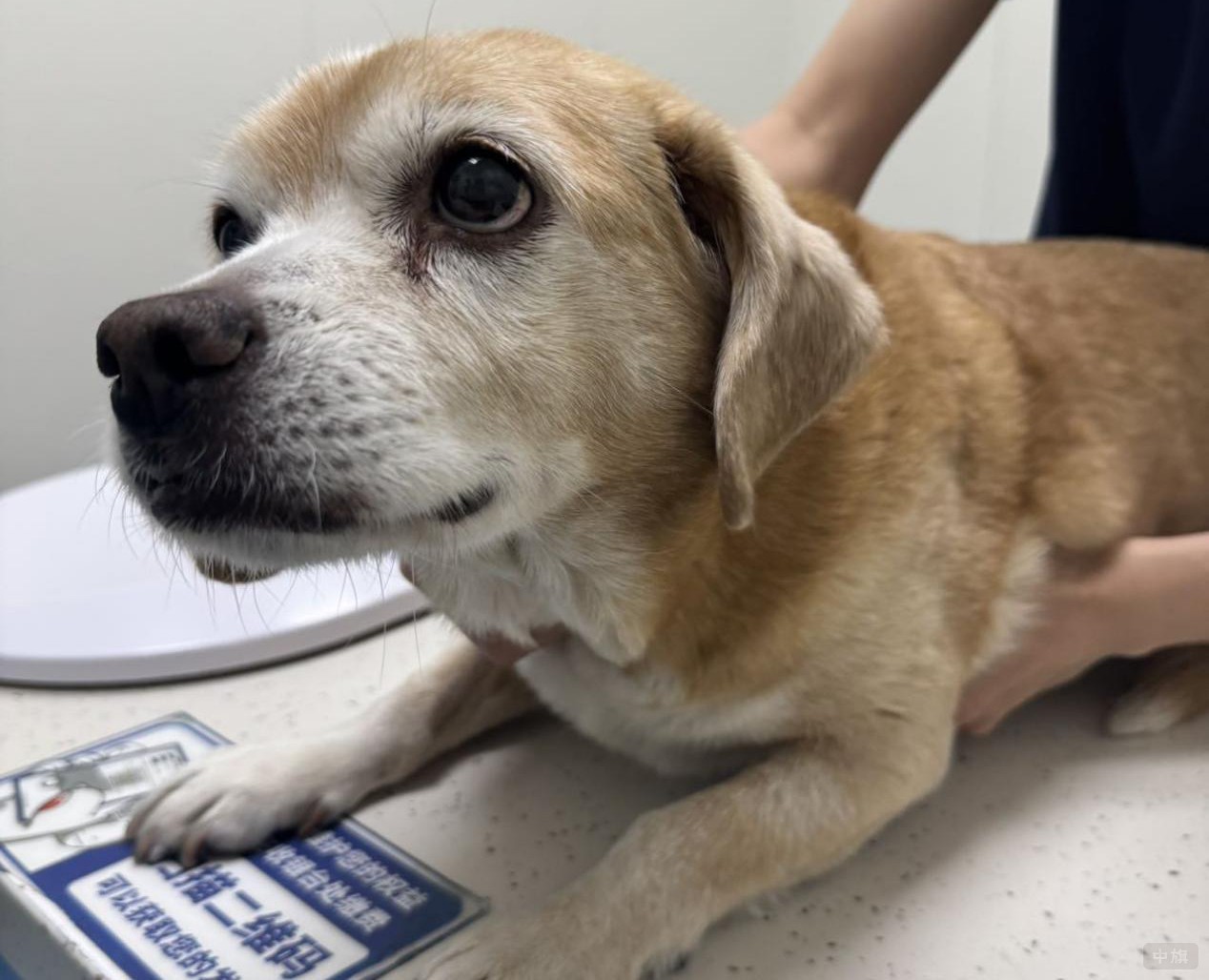 正在接受治療的小可愛哦.jpg 正在接受治療的小可愛哦.jpg