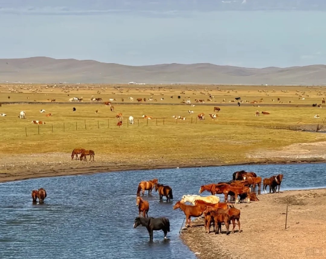 烏蘭察布上的草原