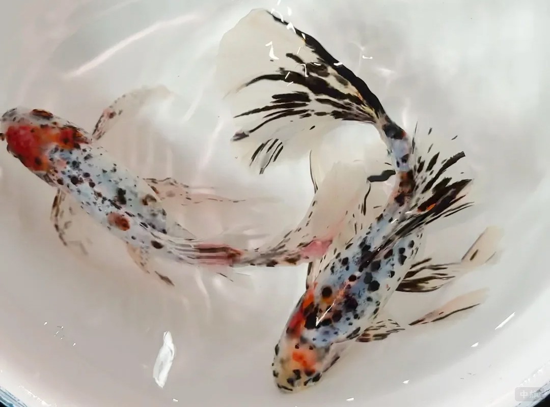 小旗最喜歡的兩條小金魚剛買回來的 小旗最喜歡的兩條小金魚剛買回來的