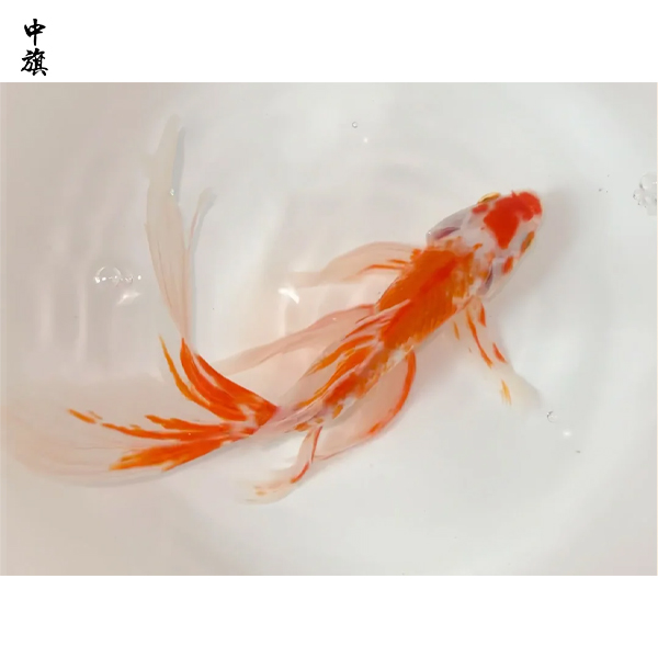 想開觀賞魚店？這些手續少一樣都不行