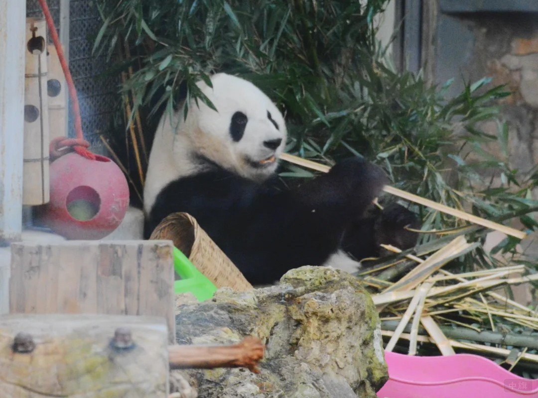 北京動物園大熊貓