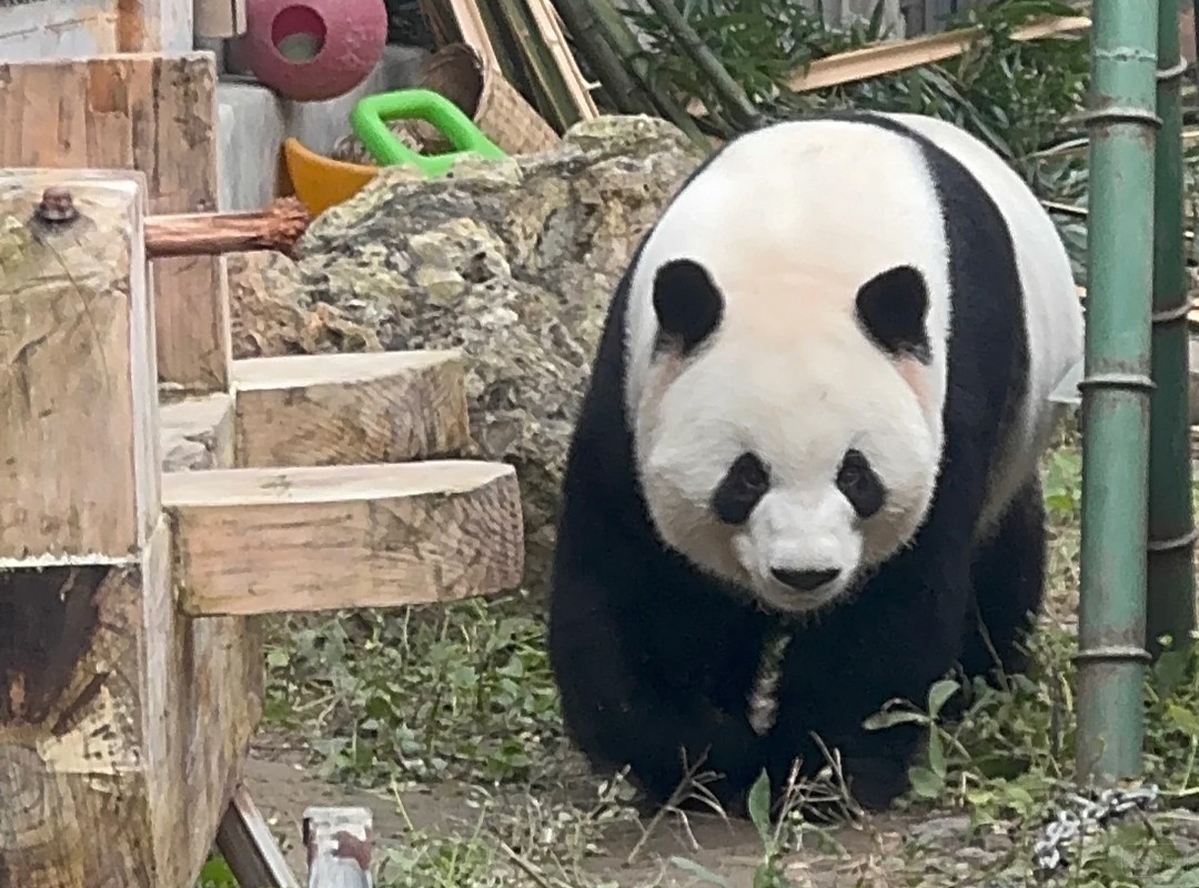 北京動物園大熊貓之：我來看看，怎么了